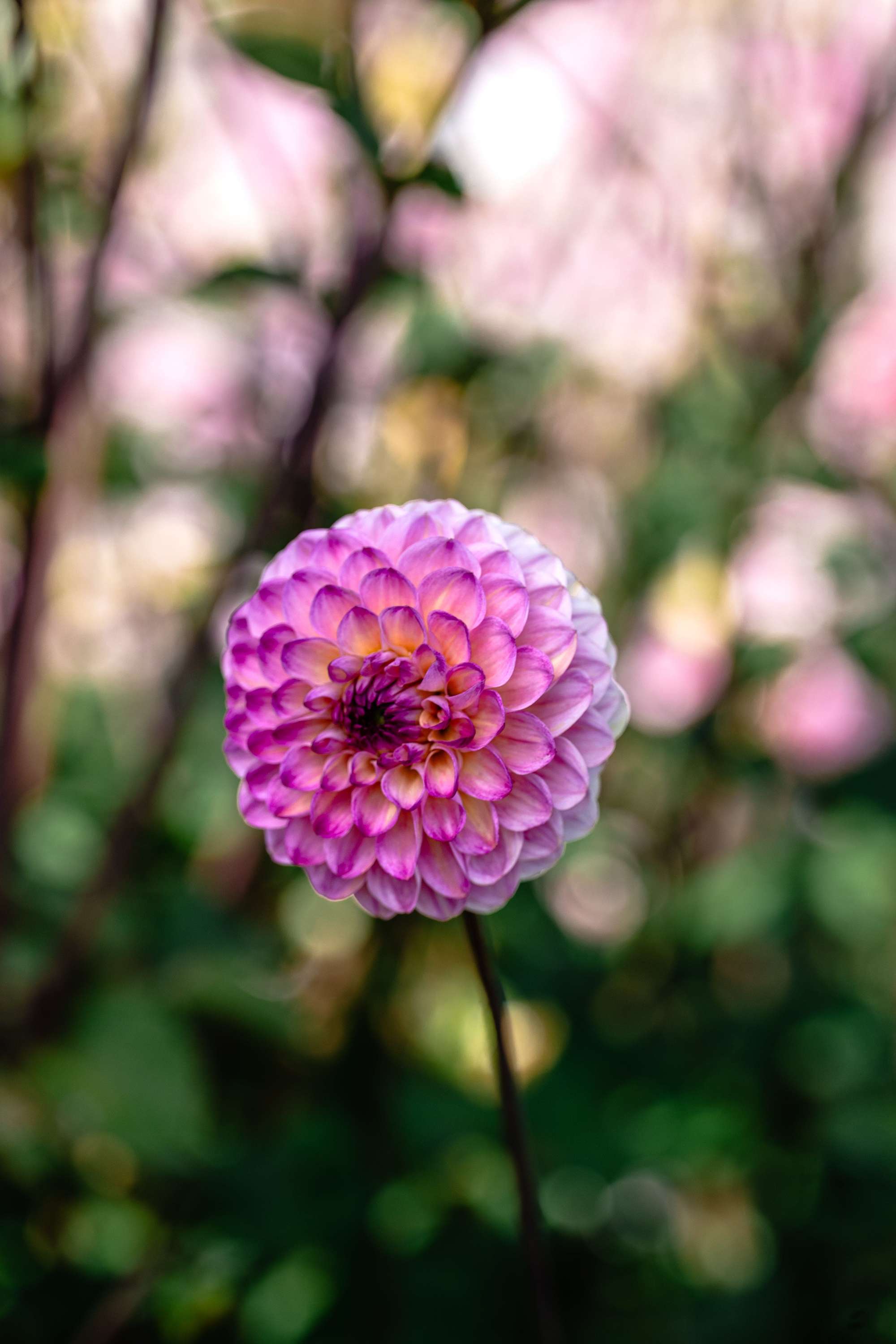 Dahlia 'Wine Eyed Jill'
